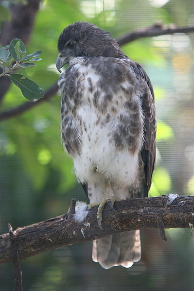 Buteo solitarius