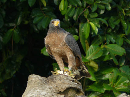Buteogallus aequinoctialis