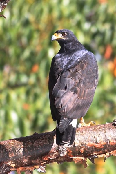 Buteogallus anthracinus