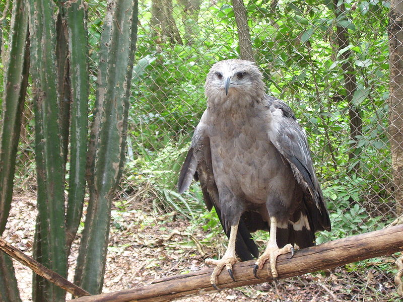 Buteogallus coronatus