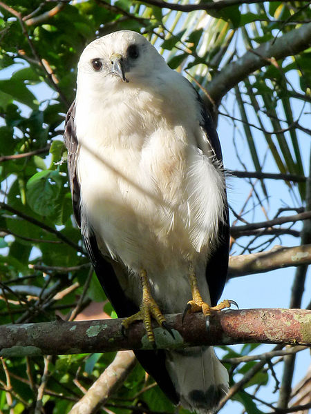 Buteogallus lacernulatus