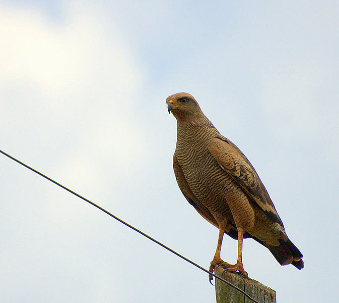 Buteogallus meridionalis