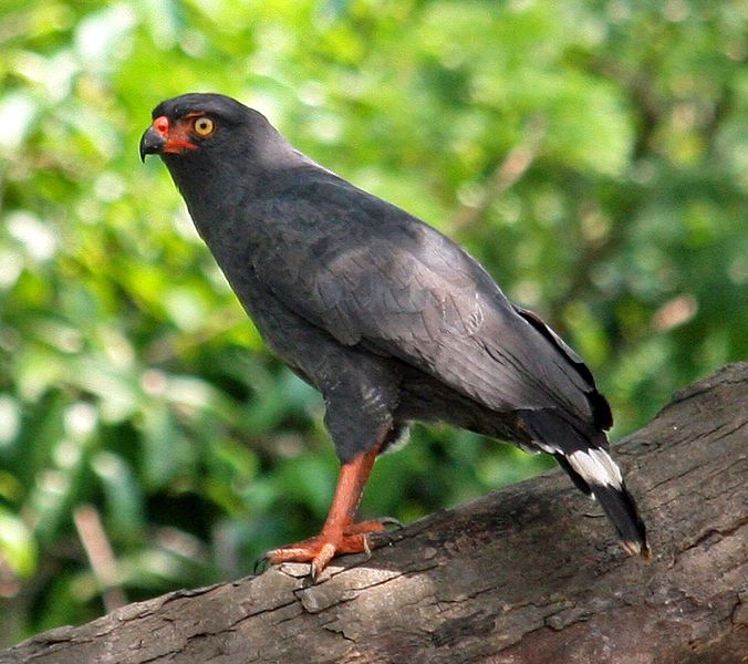 Buteogallus schistaceus