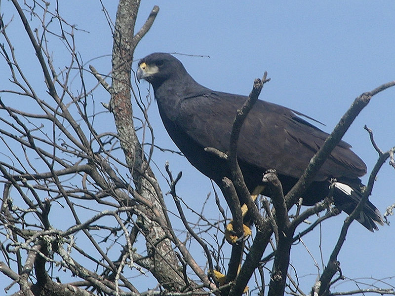 Buteogallus urubitinga
