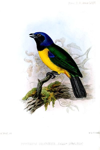 Buthraupis eximia