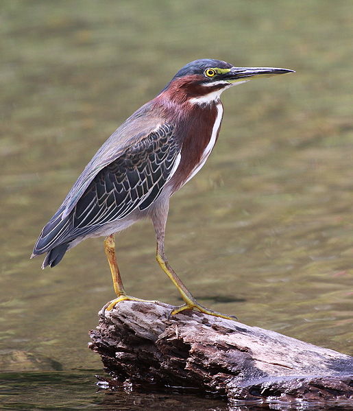 Butorides virescens