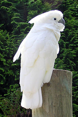 Cacatua alba