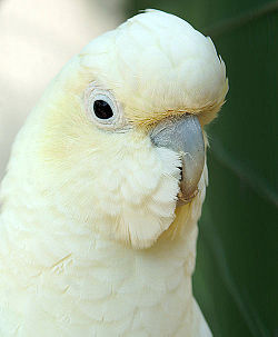 Cacatua haematuropygia