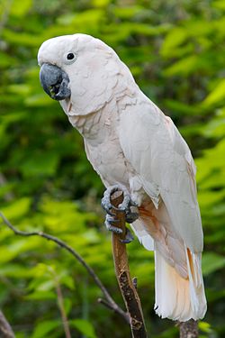 Cacatua moluccensis