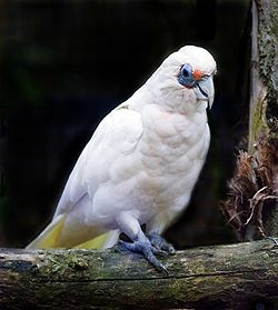 Cacatua pastinator