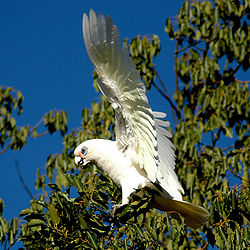 Cacatua sanguinea
