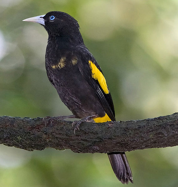Cacicus cela
