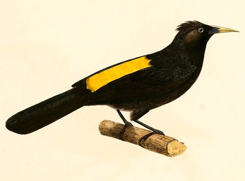 Cacicus chrysonotus