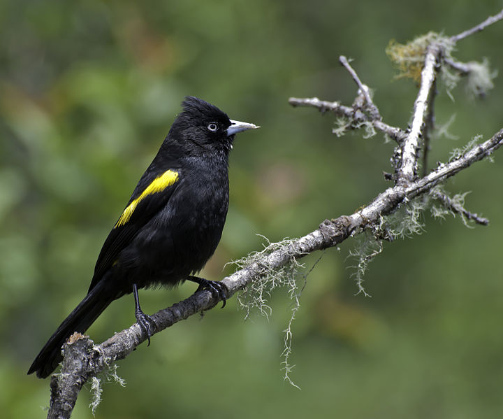 Cacicus chrysopterus
