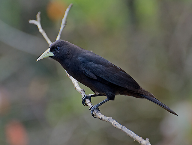 Cacicus haemorrhous