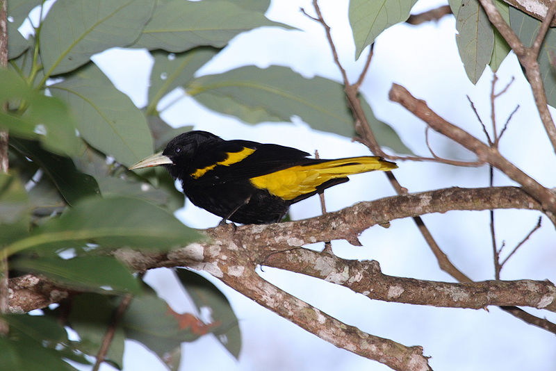 Cacicus melanicterus