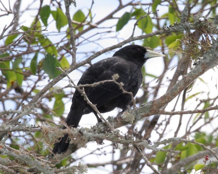 Cacicus solitarius