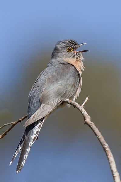 Cacomantis flabelliformis