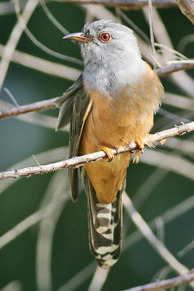 Cacomantis merulinus