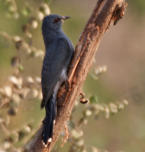 Cacomantis passerinus