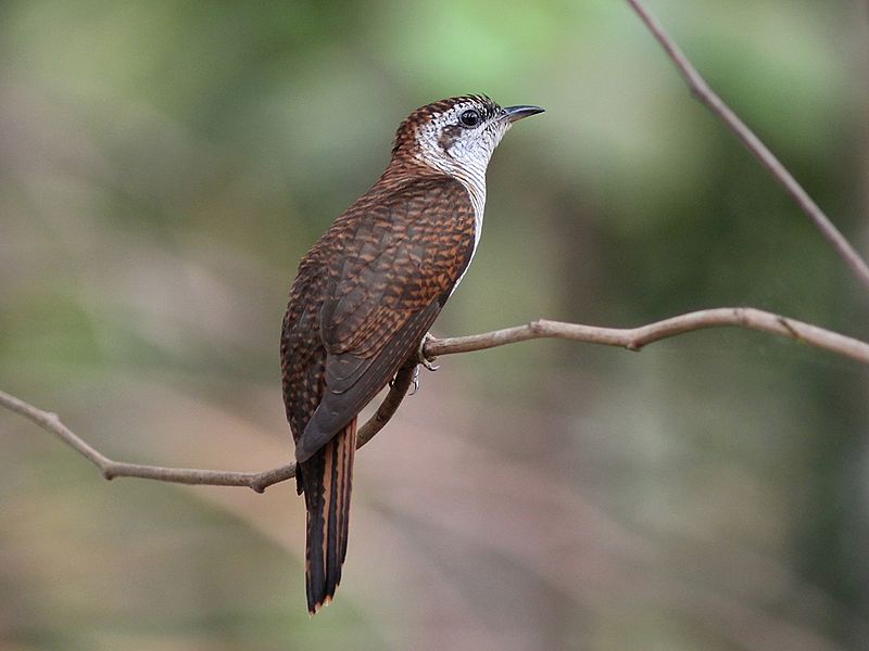 Cacomantis sonneratii