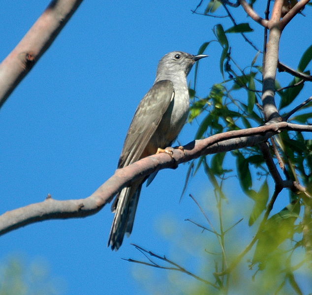 Cacomantis variolosus