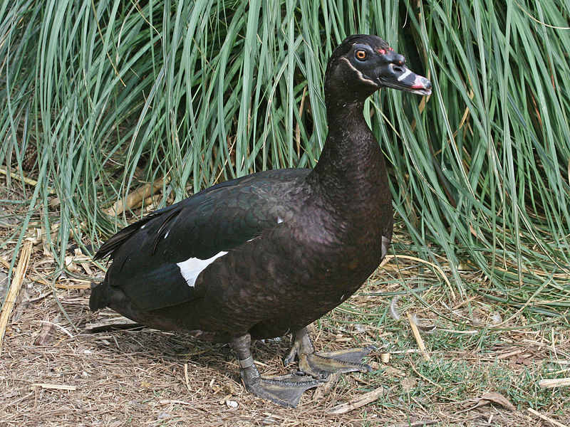 Cairina moschata