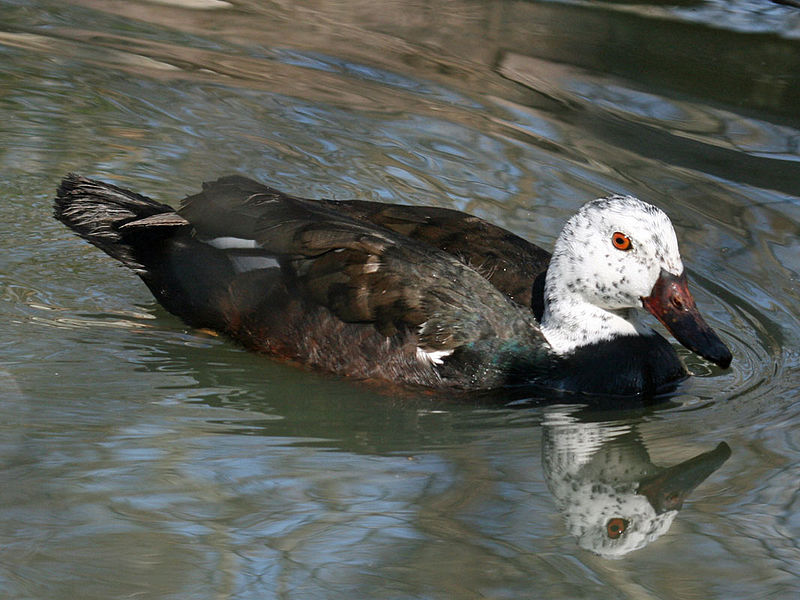 Cairina scutulata