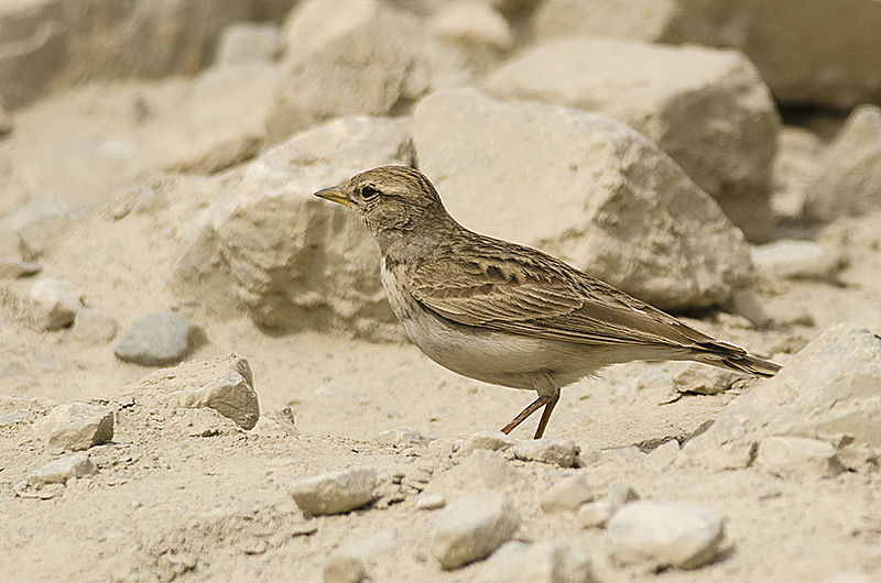 Calandrella acutirostris