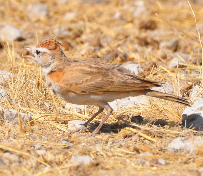 Calandrella cinerea
