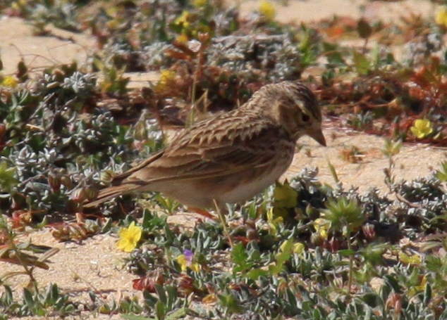Calandrella rufescens
