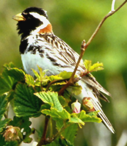 Calcarius lapponicus