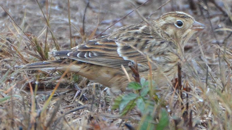 Calcarius pictus