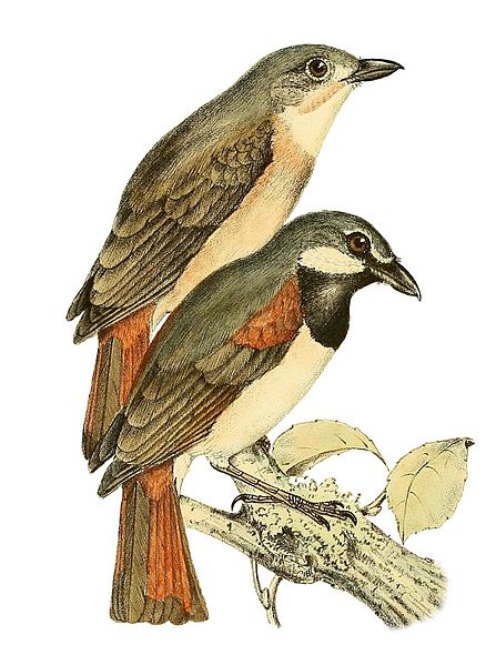 Calicalicus madagascariensis
