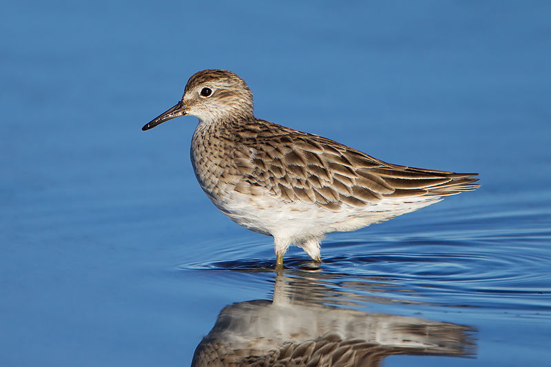 Calidris acuminata
