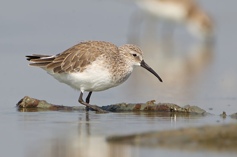 Calidris ferruginea
