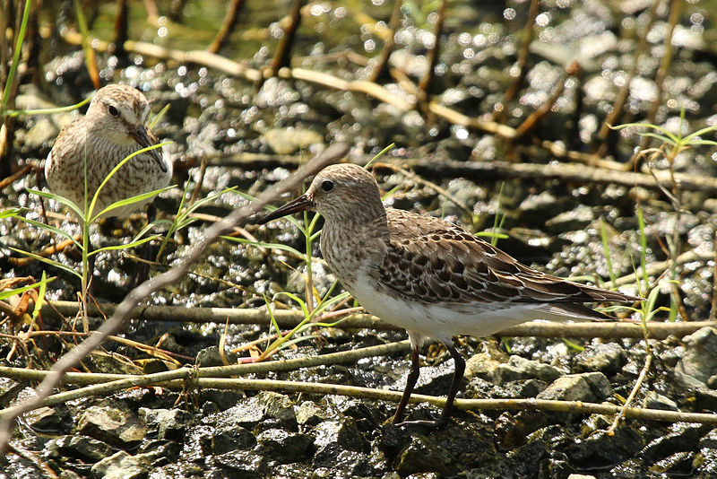 Calidris fuscicollis