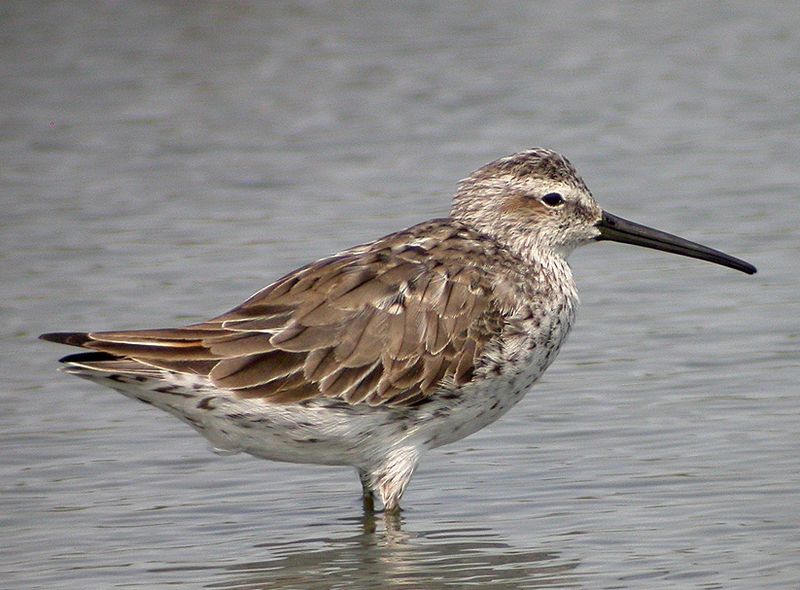 Calidris himantopus