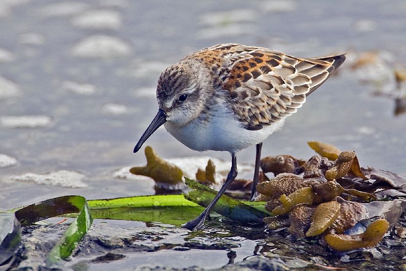 Calidris mauri
