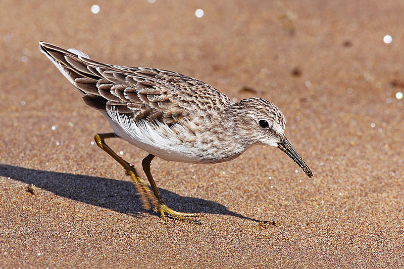 Calidris melanotos
