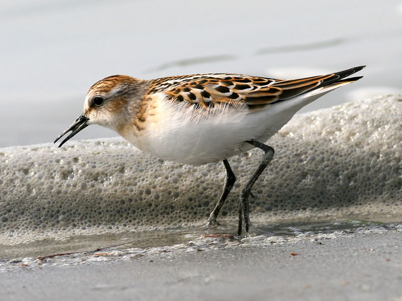 Calidris minuta