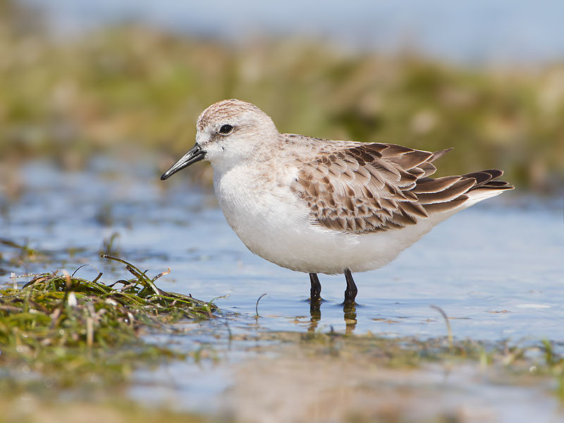 Calidris ruficollis
