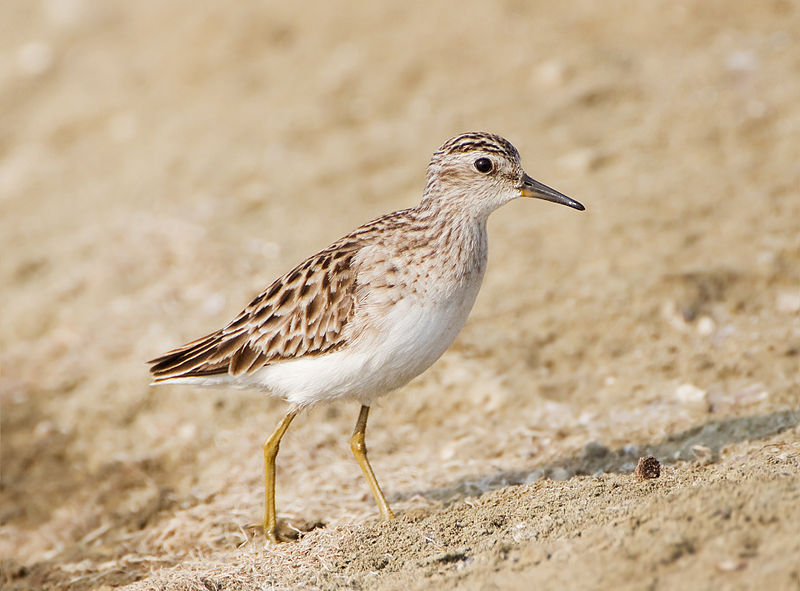 Calidris subminuta