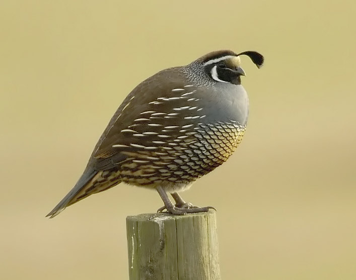 Callipepla californica