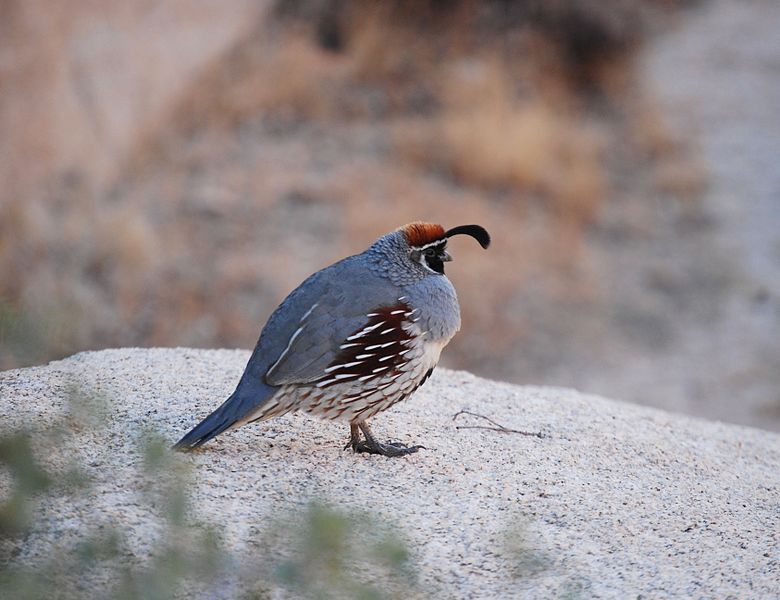 Callipepla gambelii