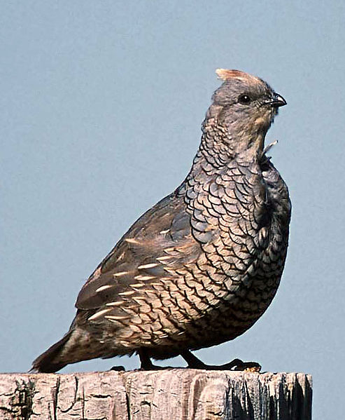 Callipepla squamata