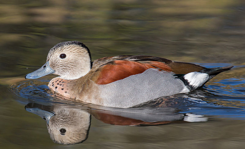 Callonetta leucophrys