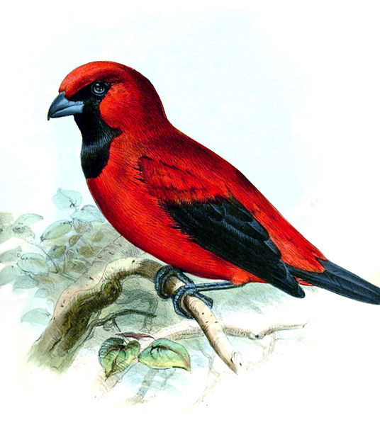 Calochaetes coccineus