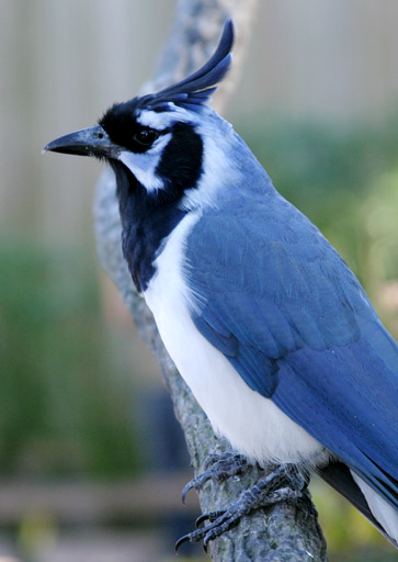 Calocitta colliei