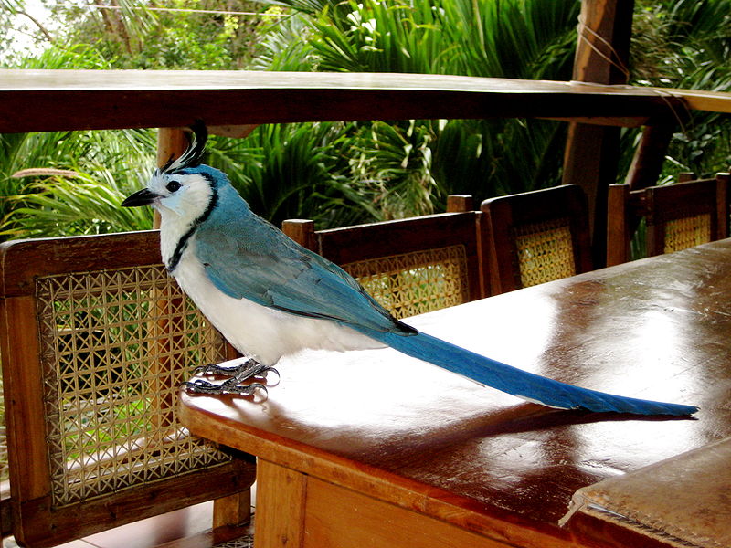 Calocitta formosa